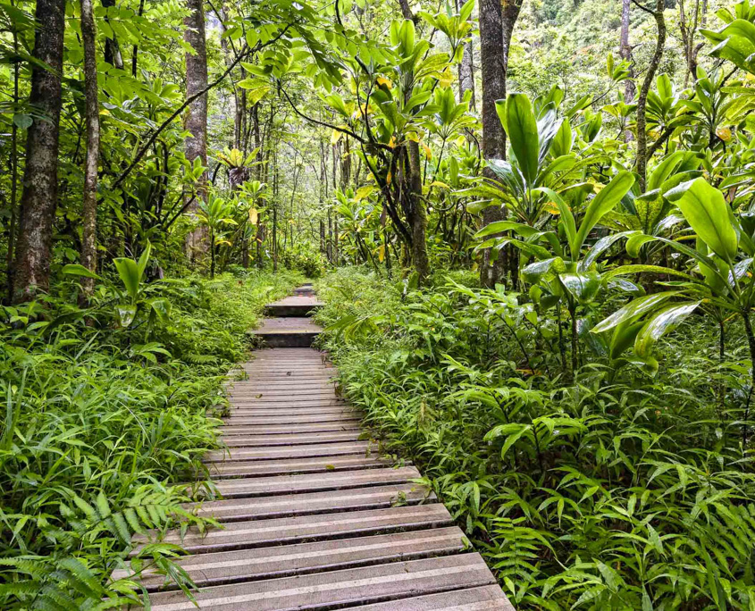 pipiwai trail boardwalk to waterfall road to hana maui